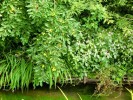 Nom du fichier=giverny_étang.jpg
Taille du fichier=133Ko
Dimensions : 512x384
Ajouté le : 18 Août 2010 giverny_étang.jpg