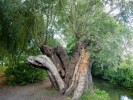 Nom du fichier=giverny_arbre.jpg
Taille du fichier=116Ko
Dimensions : 512x384
Ajouté le : 18 Août 2010 giverny_arbre.jpg