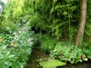 Nom du fichier=giverny_bambou.jpg
Taille du fichier=129Ko
Dimensions : 512x384
Ajouté le : 18 Août 2010 giverny_bambou.jpg