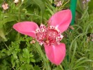 Nom du fichier=giverny_fleur_rose.jpg
Taille du fichier=86Ko
Dimensions : 512x384
Ajouté le : 18 Août 2010 giverny_fleur_rose.jpg