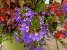 Nom du fichier=giverny_fleur_violette.jpg
Taille du fichier=75Ko
Dimensions : 512x384
Ajouté le : 18 Août 2010 giverny_fleur_violette.jpg