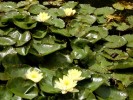 Nom du fichier=giverny_nenuphar.jpg
Taille du fichier=101Ko
Dimensions : 512x384
Ajouté le : 18 Août 2010 giverny_nenuphar.jpg