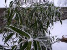 givre1.jpg