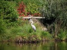 Nom du fichier=heron_é_08_12.jpg
Taille du fichier=167Ko
Dimensions : 550x413
Ajouté le : 27 Août 2012 heron_é_08_12.jpg