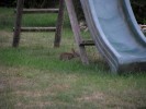 Nom du fichier=lapin_en_visite1.jpg
Taille du fichier=94Ko
Dimensions : 512x384
Ajouté le : 02 Août 2010 lapin_en_visite1.jpg
