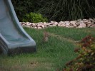 Nom du fichier=lapin_en_visite_2.jpg
Taille du fichier=107Ko
Dimensions : 512x384
Ajouté le : 02 Août 2010 lapin_en_visite_2.jpg