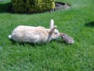 lapin_hamster1.JPG