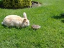 lapin_hamster2.JPG