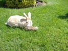 lapin_hamster3.JPG