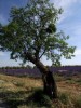 Nom du fichier=lavendin+arbre.jpg
Taille du fichier=126Ko
Dimensions : 384x512
Ajouté le : 25 Juillet 2010 lavendin+arbre.jpg