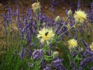 Nom du fichier=lavendin+fleurjaune.jpg
Taille du fichier=121Ko
Dimensions : 512x384
Ajouté le : 25 Juillet 2010 lavendin+fleurjaune.jpg