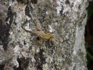 Nom du fichier=lezard_07_11.jpg
Taille du fichier=121Ko
Dimensions : 512x384
Ajouté le : 02 Août 2011 lezard_07_11.jpg