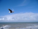 mouette1.JPG