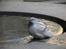 pigeon1.JPG