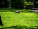Nom du fichier=pigeon_mai2012.jpg
Taille du fichier=146Ko
Dimensions : 600x450
Ajouté le : 24 Mai 2012 pigeon_mai2012.jpg