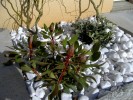 plante_terrasse_06_04_10.JPG