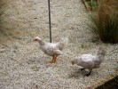 poule1.jpg