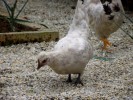 poule2.jpg
