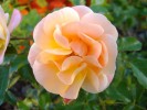 rose_08_09.JPG