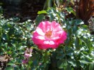Nom du fichier=rosier_rose.JPG
Taille du fichier=83Ko
Dimensions : 492x369
Ajouté le : 06 Septembre 2009 rosier_rose.JPG