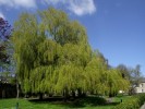 saule_pleureur_cherboug2.jpg