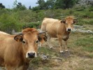 Nom du fichier=vache2_07_11.jpg
Taille du fichier=117Ko
Dimensions : 512x384
Ajouté le : 02 Août 2011 vache2_07_11.jpg