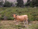 Nom du fichier=vache_07_11.jpg
Taille du fichier=118Ko
Dimensions : 512x384
Ajouté le : 02 Août 2011 vache_07_11.jpg