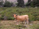 vache_07_11.jpg