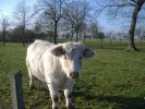 vache_blanche_1.jpg