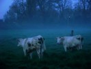 Nom du fichier=vache_brume_05_04_11.jpg
Taille du fichier=78Ko
Dimensions : 512x384
Ajouté le : 06 Avril 2011 vache_brume_05_04_11.jpg