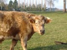 vache_rousse.jpg
