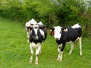 vaches_05_05_10.JPG