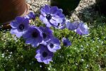 ANEMONE_DE_CAEN_BLEUE.jpg