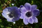 ANEMONE_DE_CAEN_MAUVE.jpg