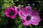 ANEMONE_DE_CAEN_ROSE.jpg