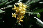 Fleur_de_pytospernum_1.jpg