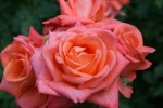 IMG_0375_1.jpg