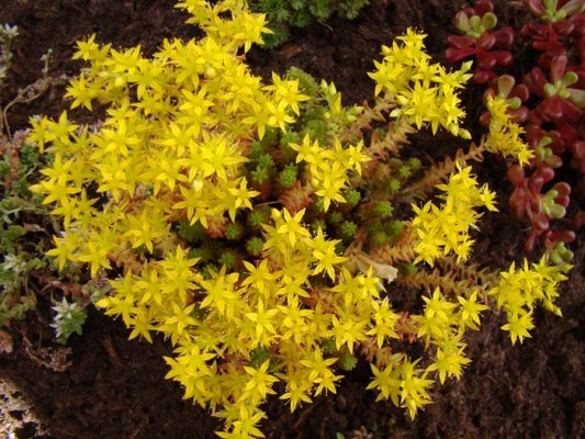 Fleurs jaunes - Forum Jardinature - Forum jardin, jardinage, nature,  environnement