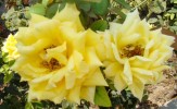 DSC00459_réduite.jpg
