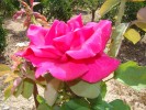 DSC00461_réduite.jpg