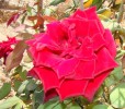 DSC00462_réduite.jpg