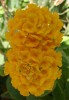 DSC00527_réduite.jpg