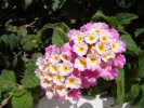 DSC00542_lantana.jpg