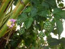 DSC00671_réduite.jpg