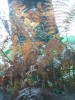 IMAG0069ab.JPG