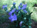 Fleur_vivace_bleue.jpg