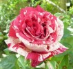 Nom du fichier=Rose.JPG
Taille du fichier=148Ko
Dimensions : 503x471
Ajouté le : 27 Août 2009 Rose.JPG