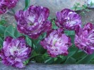 Nom du fichier=Tulipe_mauve.JPG
Taille du fichier=164Ko
Dimensions : 538x403
Ajouté le : 27 Août 2009 Tulipe_mauve.JPG
