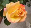 Nom du fichier=rose_jaune.JPG
Taille du fichier=23Ko
Dimensions : 541x480
Ajouté le : 27 Août 2009 rose_jaune.JPG