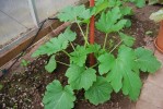 Nom du fichier=Potager15.JPG
Taille du fichier=208Ko
Dimensions : 1024x685
Ajouté le : 01 Juin 2010 Potager15.JPG